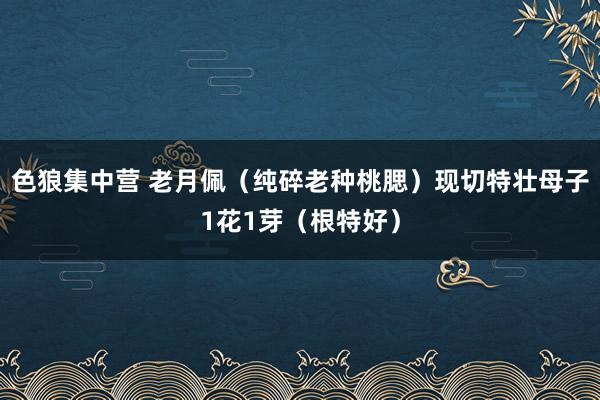 色狼集中营 老月佩（纯碎老种桃腮）现切特壮母子1花1芽（根特好）